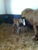 19/04/11: Naissance d'une pouliche par Hickstead.....