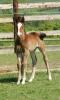 08/05/11 : Naissance, Hickstead x Saga de Pléville....