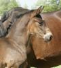 Photos foal de Gio Granno Pléville*