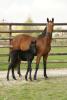 06/05/10 Naissance....Cornet Obolensky x Sandro Boy x Grannus