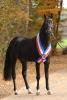 Diarado.....