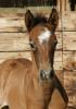 15/05/11 : Naissance, Baxter de Pléville.