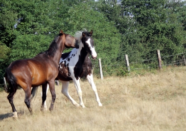 <b>Hélios, 2 ans, août 2019</b>                                                               