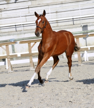 Aloha Diam 6ém Femelles Foal Championnat de France SF St Lo