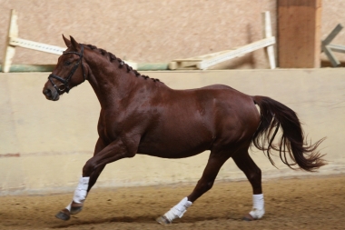 Bentley à 2 ans