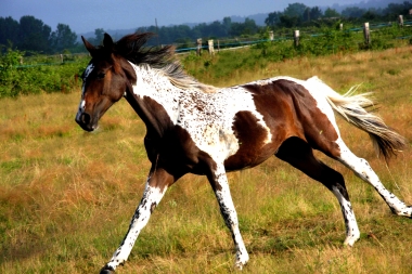 Vision en 2010, yearling