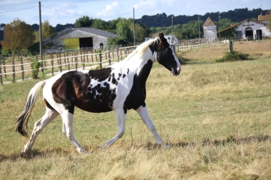 <b>Hélios, 2 ans, août 2019</b>                                                             