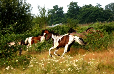 Vision en 2010, yearling