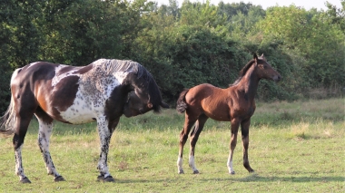 <b>Diamantina foal avec Vision, 2021</b>    