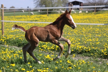 Tinka du Soleil