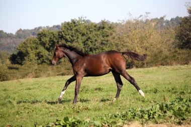 <b>Diamantina foal avec Vision, 2021</b>   