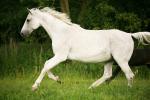 Comtesse