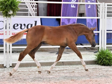 <b>Kourane de Bresneau  Vice Champion de France</b>          