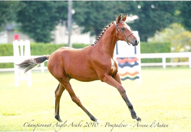 Autan d'Arsene  4é championnat de france Anglo Arabe foals