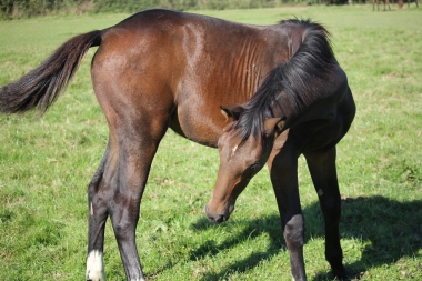 <b>Diamantina foal avec Vision, 2021</b>         