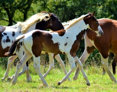 <b>James Bond foal, 2019</b>                