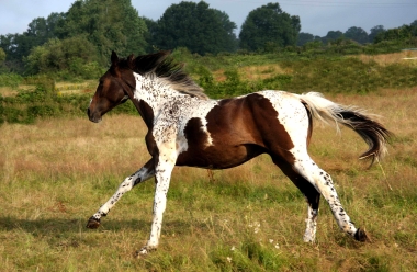 Vision en 2010, yearling