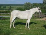 comtesse