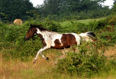 Vision en 2010, yearling