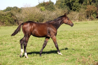 <b>Diamantina foal avec Vision, 2021</b>         