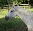 Comtesse